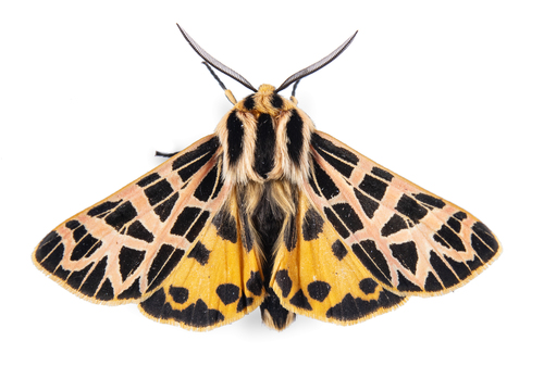 iNaturalist observation photo of Ornate Tiger Moth
