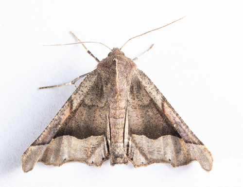 iNaturalist observation photo of Pero Moths