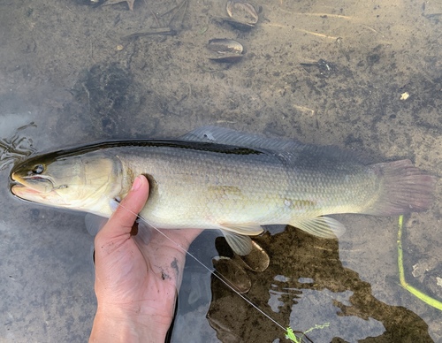 Ruddy Bowfin