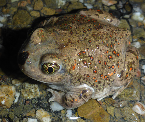 Western Spadefoot