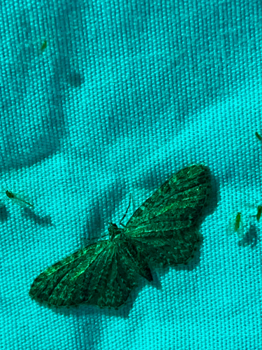 iNaturalist observation photo of Geometer Moths