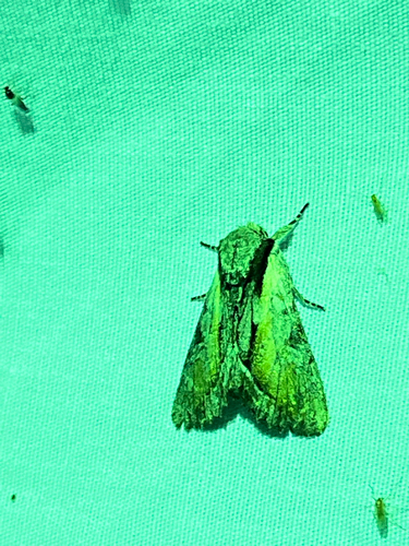 iNaturalist observation photo of Cutworm Moths and Allies