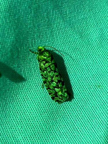 iNaturalist observation photo of Tortricid Leafroller Moths
