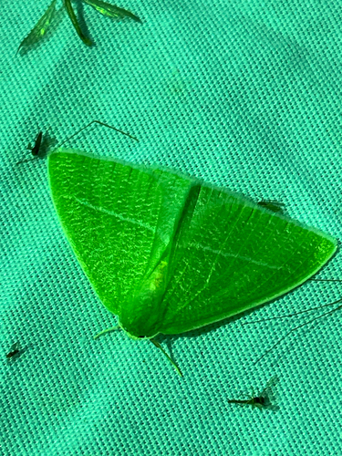 iNaturalist observation photo of Bank's Emerald Moth