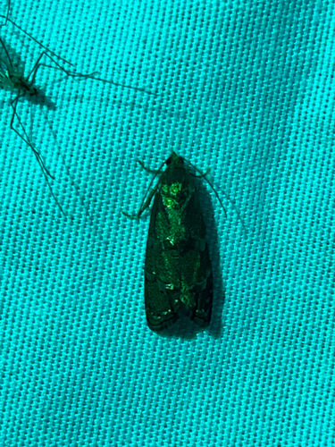iNaturalist observation photo of Owlet Moths and Allies