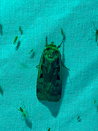 iNaturalist observation photo of Owlet Moths and Allies