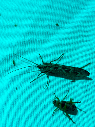 iNaturalist observation photo of Lenarchus