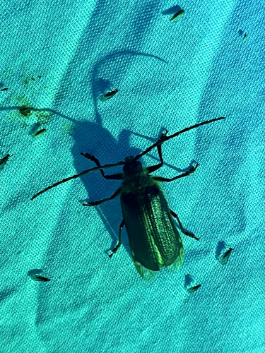 iNaturalist observation photo of Hairy Pine Borer