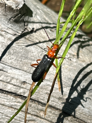 iNaturalist observation photo of Downy Leather-winged Beetle