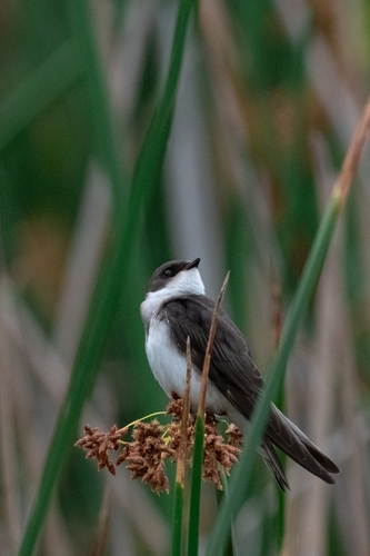 iNaturalist observation photo of Tree Swallow
