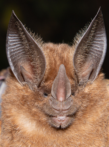 golden bat (Mimon bennettii) — Least Concern Mammalia
