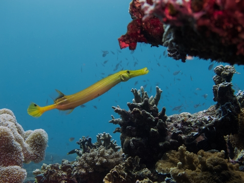 Pacific Trumpetfish