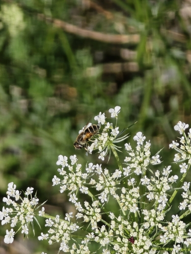 Unknown species found near Sandpoint, ID 83864, USA