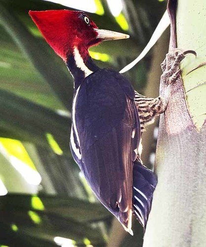 Pale-billed Woodpecker