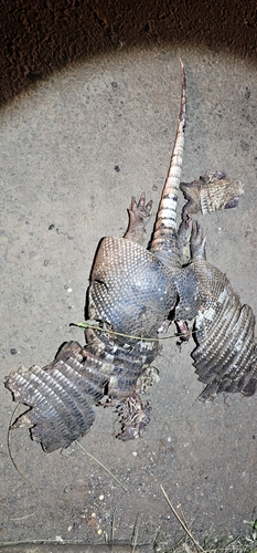 Southern Long-nosed Armadillo