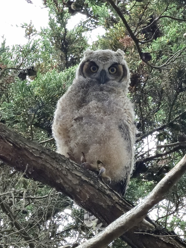 View observation of {o.common_name} on iNaturalist