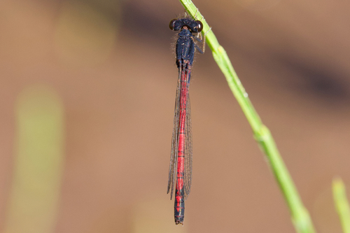 iNaturalist observation photo of Western Red Damsel