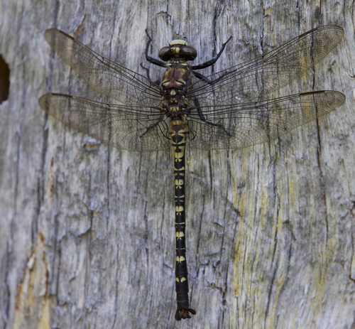 iNaturalist observation photo of Black Petaltail