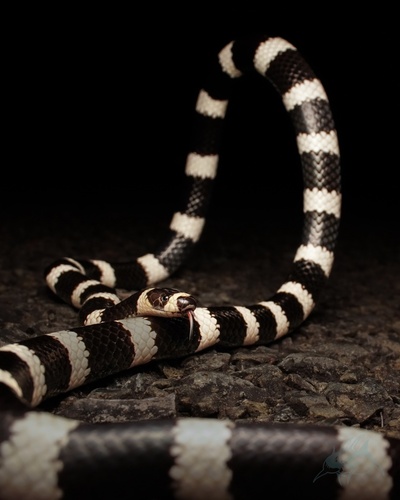 Eastern Bandy Bandy sighting