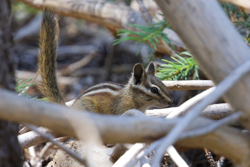 iNaturalist observation photo of Yellow-pine Chipmunk