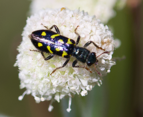 iNaturalist observation photo of Ornate Checkered Beetle