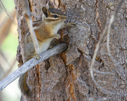 iNaturalist observation photo of Shadow Chipmunk