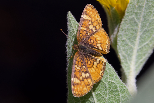 iNaturalist observation photo of Field Crescent