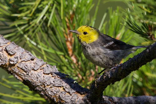 iNaturalist observation photo of Hermit Warbler
