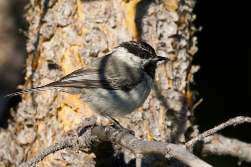 iNaturalist observation photo of Mountain Chickadee