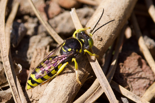 iNaturalist observation photo of Steniolia