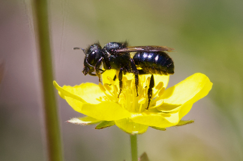 iNaturalist observation photo of Mason Bees