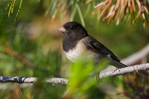 iNaturalist observation photo of Dark-eyed Junco