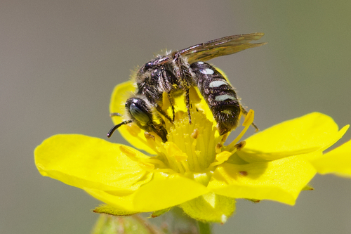 iNaturalist observation photo of Nomadopsis