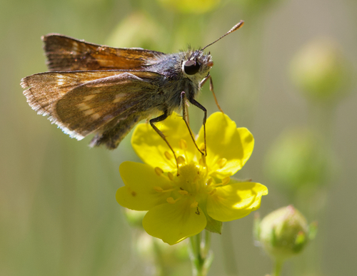 iNaturalist observation photo of Polites