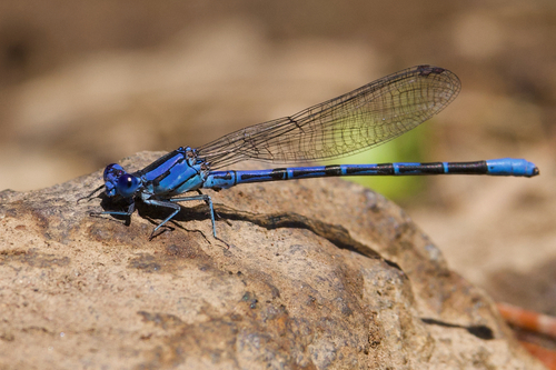 iNaturalist observation photo of Vivid Dancer