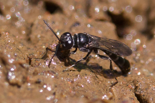 iNaturalist observation photo of Trypoxylon