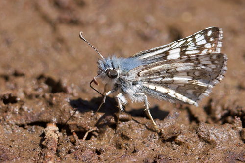 iNaturalist observation photo of Common Checkered-Skipper