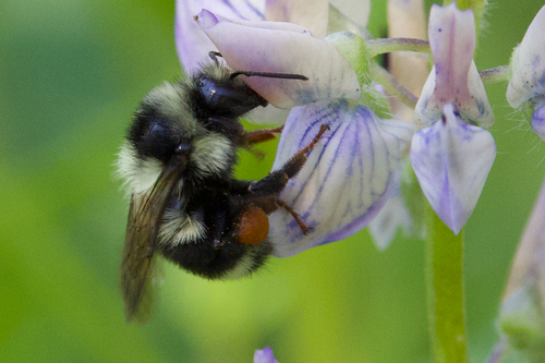 iNaturalist observation photo of Vancouver Bumble Bee