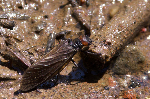 iNaturalist observation photo of Sialis nevadensis