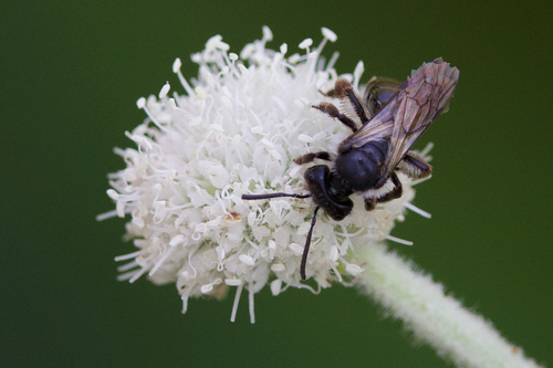 iNaturalist observation photo of Mining Bees