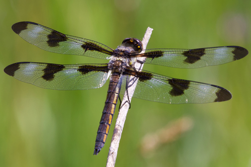 iNaturalist observation photo of Twelve-spotted Skimmer
