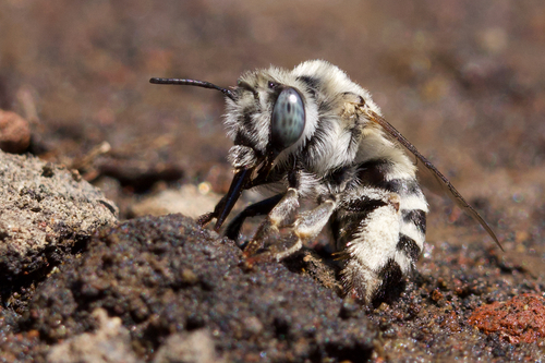 iNaturalist observation photo of Urbane Digger Bee