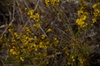 Pit-gland Tarweed - Photo (c) antonyrw, all rights reserved