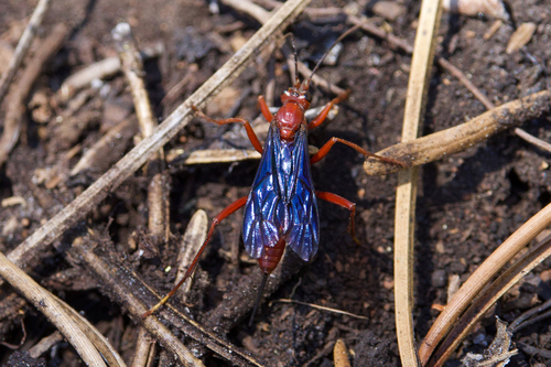 iNaturalist observation photo of Ichneumonid Wasps