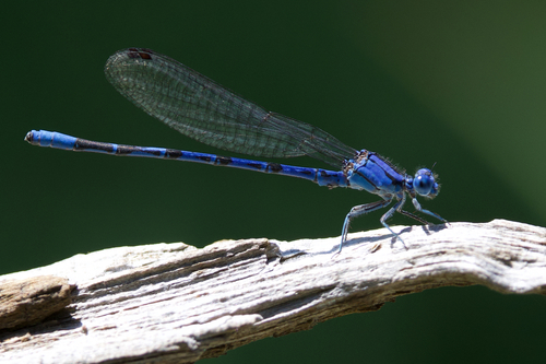 iNaturalist observation photo of Vivid Dancer