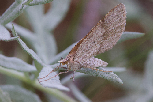 iNaturalist observation photo of Bordered Fawn Moth