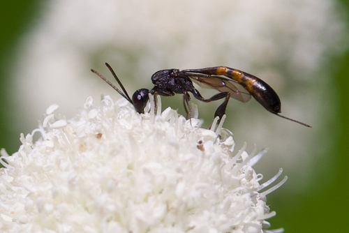 iNaturalist observation photo of Gasteruption