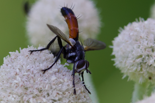 iNaturalist observation photo of Cylindromyia intermedia