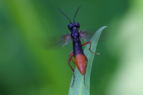 iNaturalist observation photo of Ants, Bees, Wasps, and Sawflies