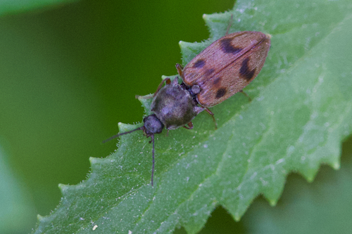 iNaturalist observation photo of Pseudanostirus